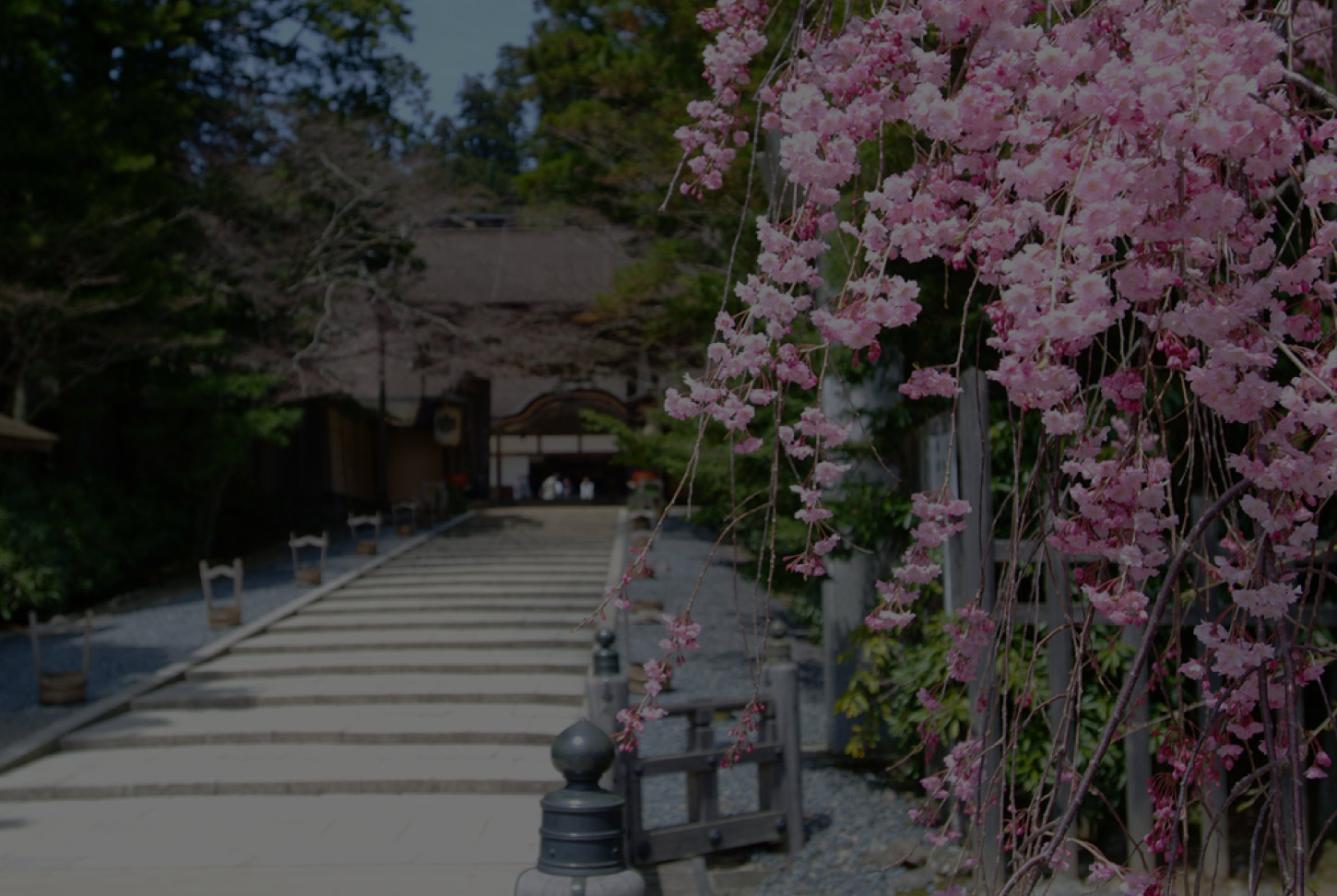和歌山エリアガイド2026 — 白浜・高野山・熊野古道・アドベンチャーワールド