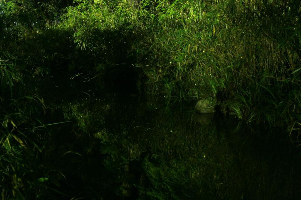 京都の蛍スポット 2026