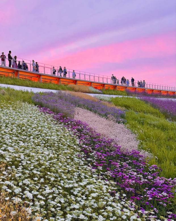 大屋根リングの上の花畑